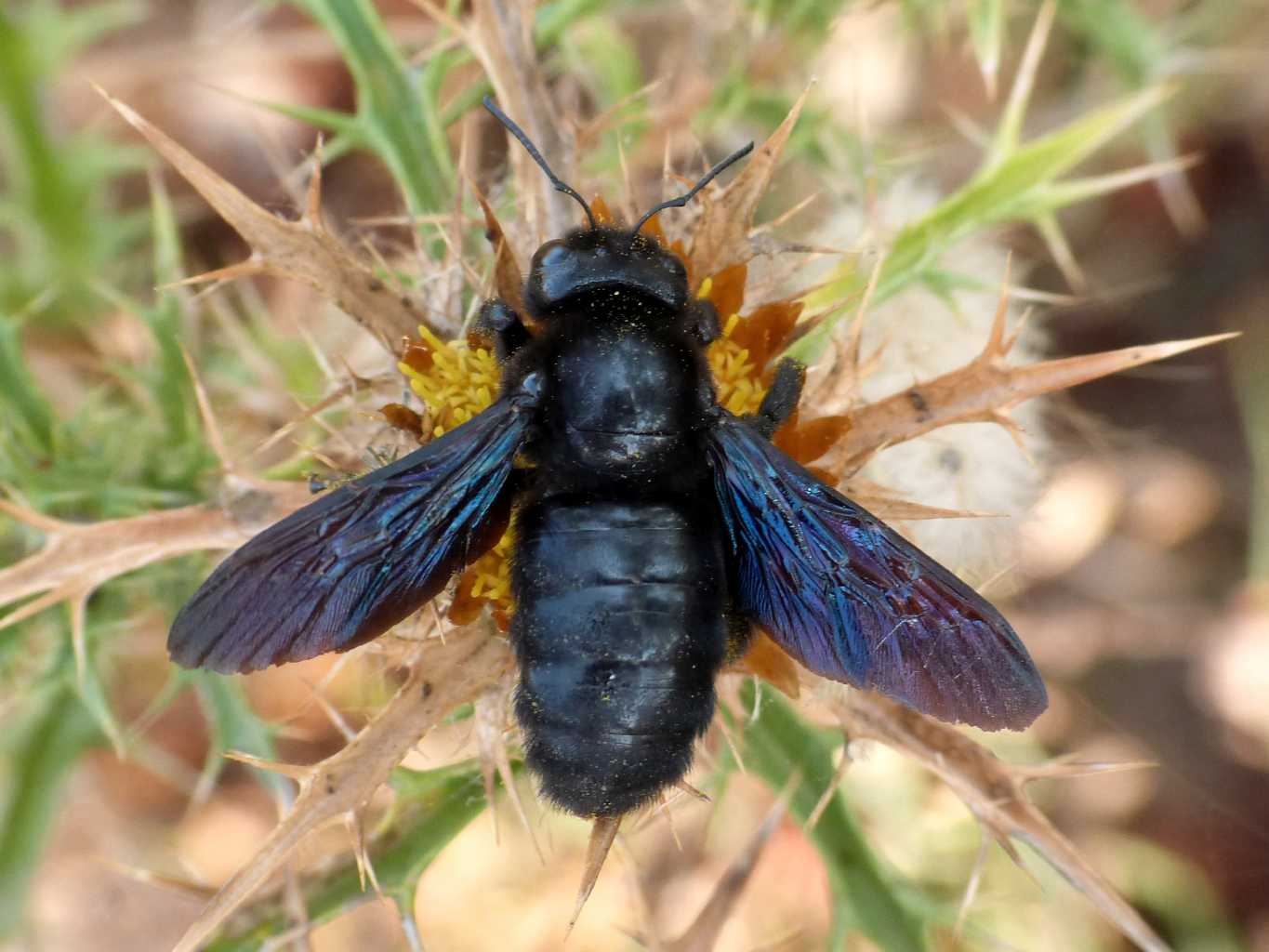 Xylocopa violacea malata? O solo stanca?